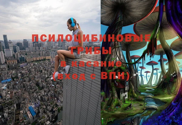 сатива Беломорск